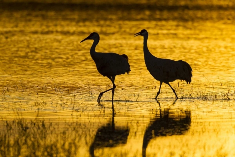 Picture of NEW MEXICO SILHOUETTE OF SANDHILL CRANES