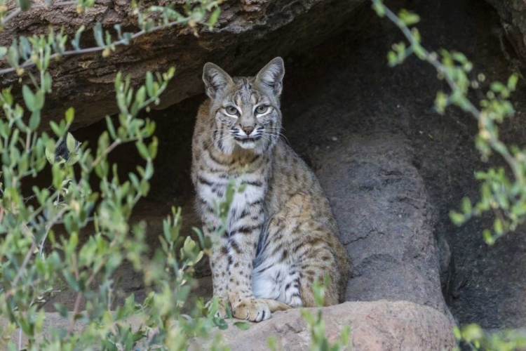 Picture of USA, ARIZONA BOBCAT SITTING UNDER SHELTER