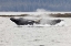 Picture of AK, FREDERICK SOUND HUMPBACK WHALE LUNGING