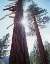 Picture of CA, PONDEROSA PINE TREES IN THE HIGH SIERRA