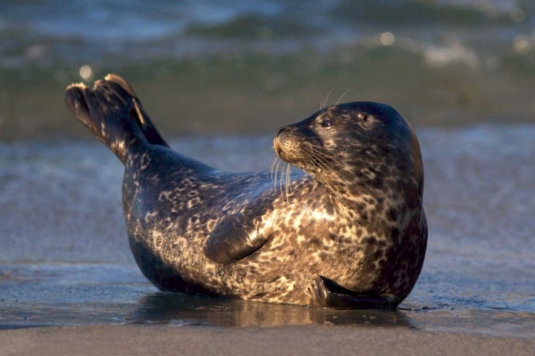 Picture of CA, LA JOLLA A BABY SEAL LIFTING ITS TAIL