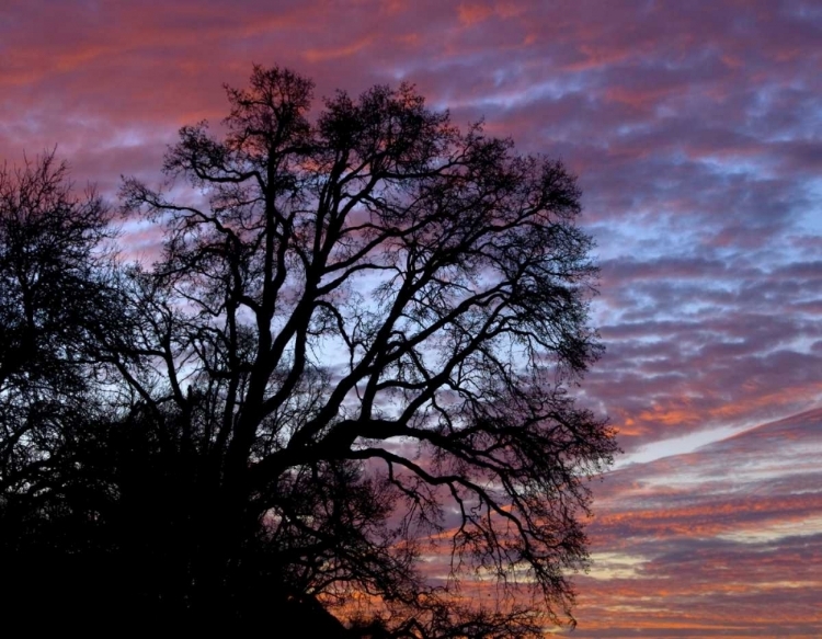 Picture of OR, MULTNOMAH CO, OAK TREE AT SUNRISE