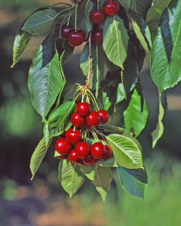 Picture of OREGON, MOSIER CHERRIES HANGING IN TREE