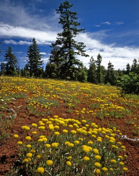 Picture of OR, WALLOWA-WHITMAN NF YELLOW ERIOGONUM