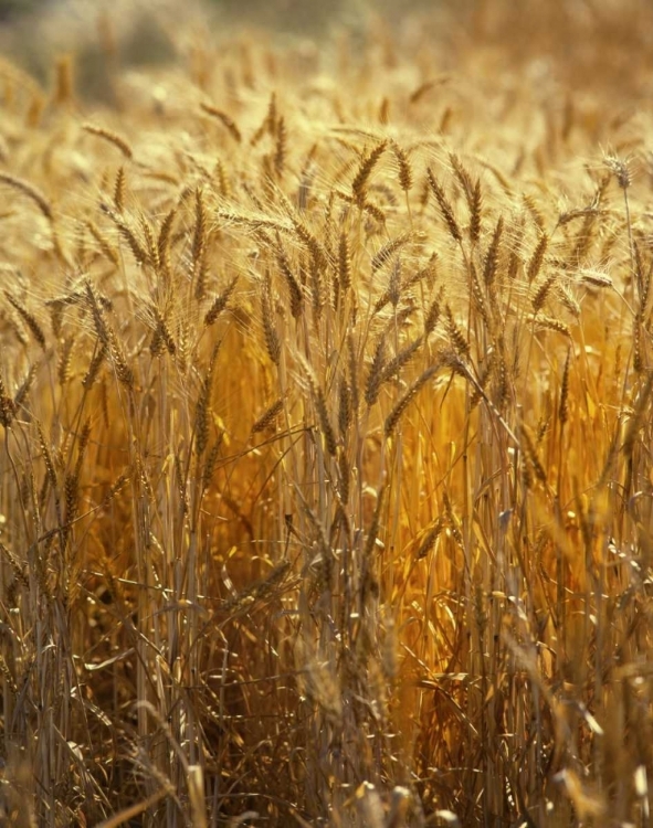 Picture of OR, WILLAMETTE VALLEY RIPE WHEAT STALKS