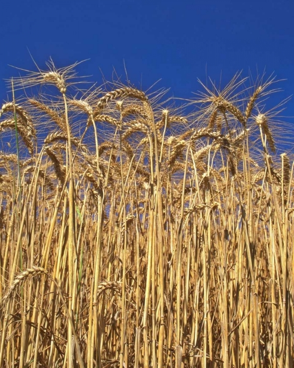 Picture of OREGON, YAMHILL COUNTY TALL WHEAT STALKS