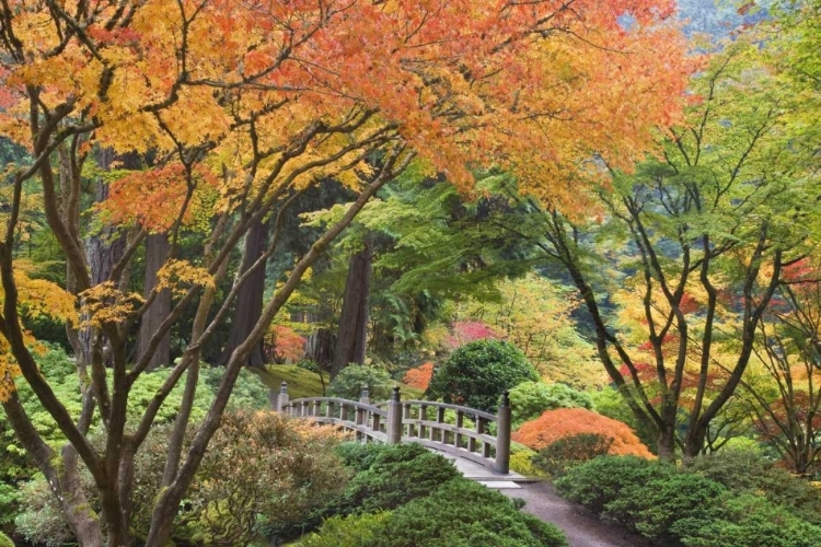 Picture of OREGON, PORTLAND BRIDGE AND MAPLE TREE IN AUTUMN