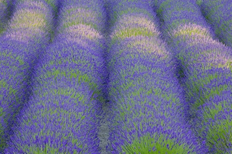 Picture of WASHINGTON, BAINBRIDGE ISLAND LAVENDER IN GARDEN