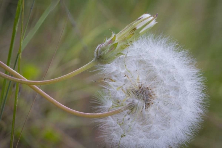 Picture of WASHINGTON STATE, WENATCHEE NF SALSIFY SEED HEAD