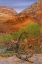 Picture of UTAH, GLEN CANYON COTTONWOOD TREE IN POOL CANYON