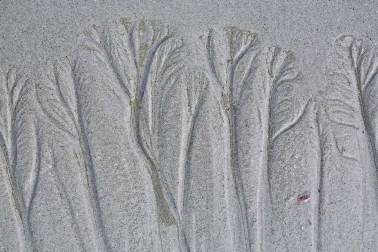 Picture of MAINE, PINE POINT FOREST-LIKE SAND PATTERNS