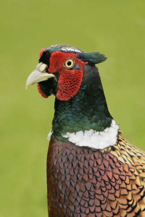 Picture of GREAT BRITAIN, TRESCO ISL RING-NECKED PHEASANT