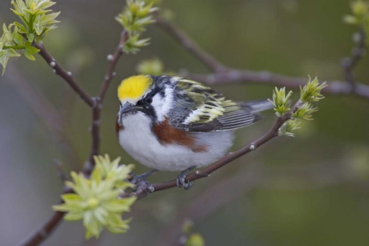 Picture of CANADA, ONTARIO,  CHESTNUT-SIDED WARBLER ON TREE