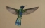 Picture of ECUADOR SPARKLING VIOLET-EAR HUMMINGBIRD FLYING