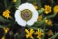 Picture of CO, MARIPOSA TULIP IN FLOWERS IN THE MOUNTAINS