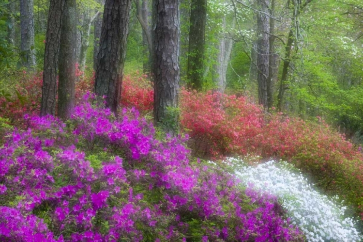 Picture of GA, IMPRESSIONISTIC TREES AND FLOWERING BUSHES