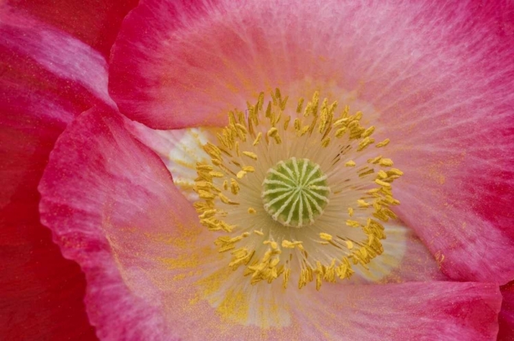 Picture of USA, NORTH CAROLINA CLOSE-UP OF POPPY INTERIOR