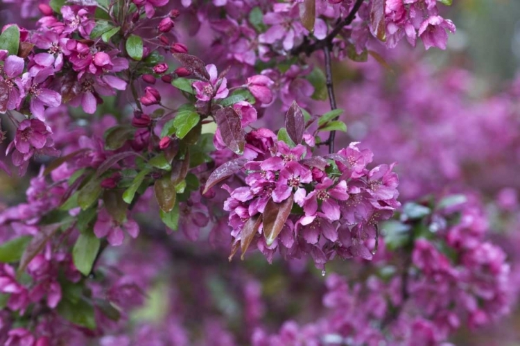 Picture of USA, PENNSYLVANIA CHERRY BLOSSOM TREE IN BLOOM