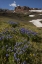 Picture of COLORADO, SAN JUAN MTS FLOWERS ON CINNAMON PASS