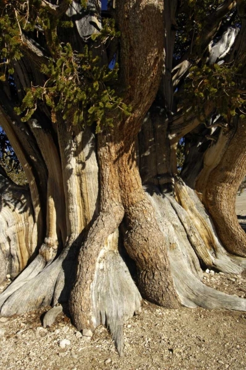 Picture of CA, WHITE MTS, THE PATRIARCH BRISTLECONE PINE