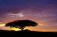 Picture of KENYA, MASAI MARA SUNRISE SILHOUETTES ACACIAS