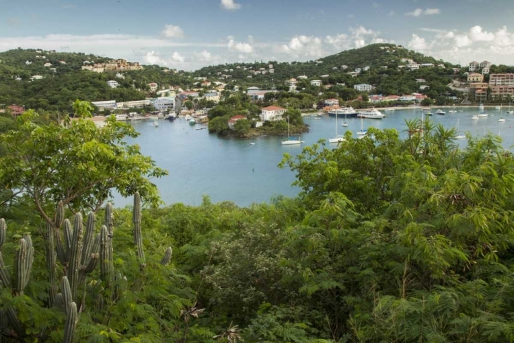 Picture of CARIBBEAN, USA VIRGIN ISLANDS, ST JOHN CRUZ BAY