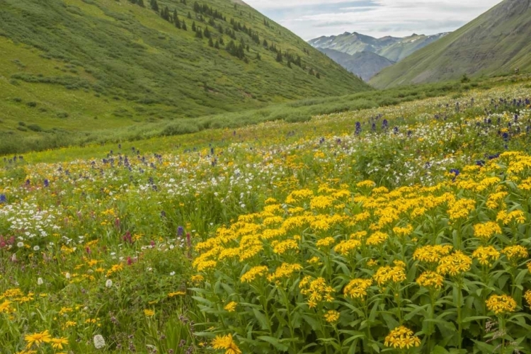 Picture of COLORADO, SAN JUAN MTS FLOWERS IN MAGGIES GULCH