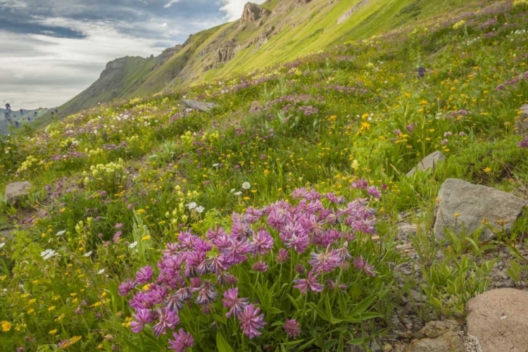 Picture of COLORADO, SAN JUAN MTS FLOWERS IN MAGGIES GULCH