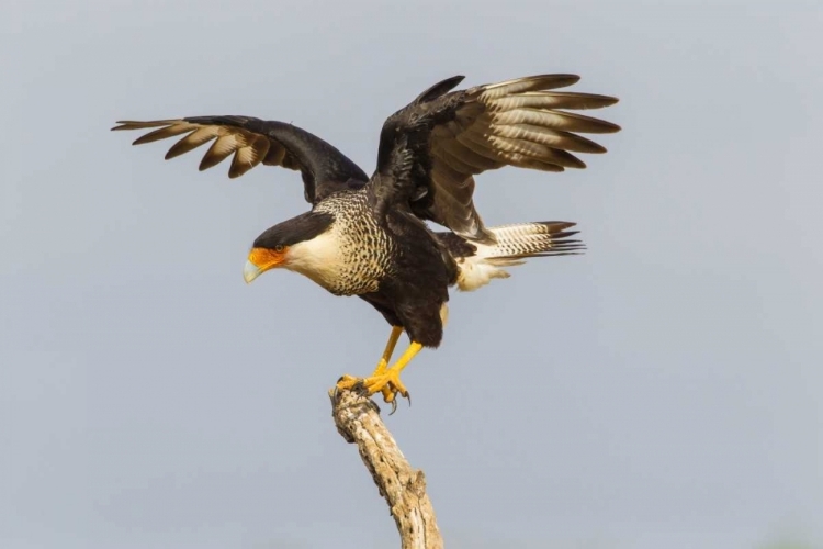 Picture of TEXAS, HIDALGO CO, CRESTED CARACARA ON TREE STUMP