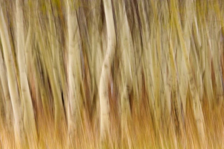 Picture of USA, MONTANA ABSTRACT OF ASPEN FOREST