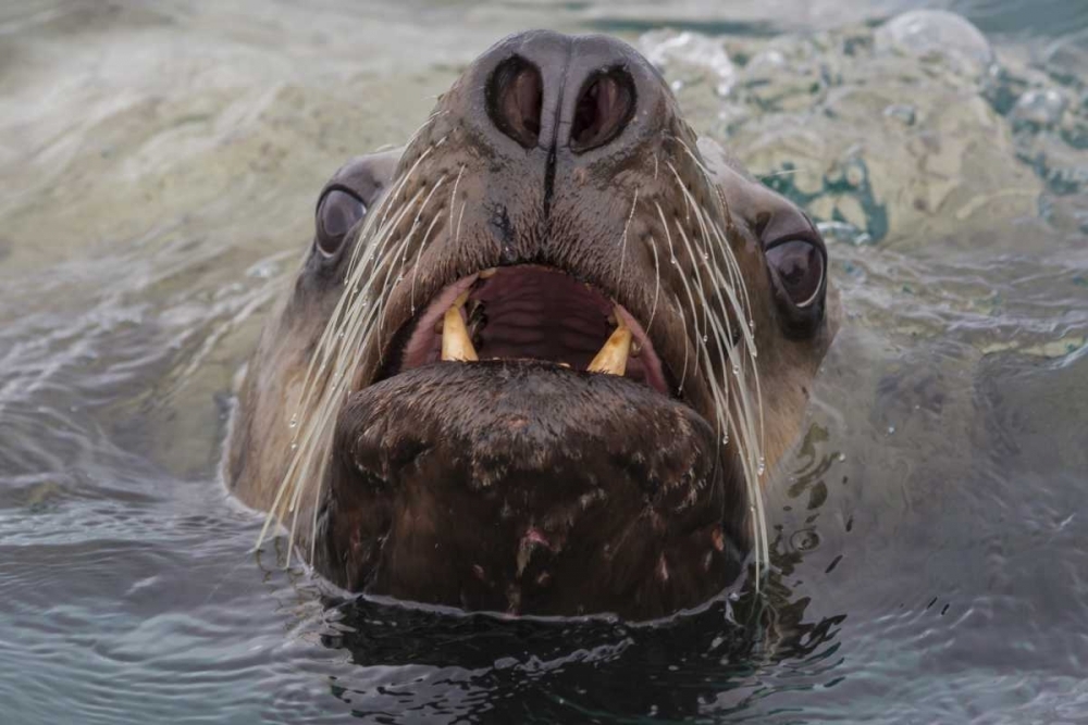 Somerset House - Images. ALASKA STELLAR SEA LION FACE IN WATER