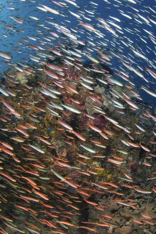 Picture of INDONESIA, RAJA AMPAT UNDERWATER FISH AND CORAL