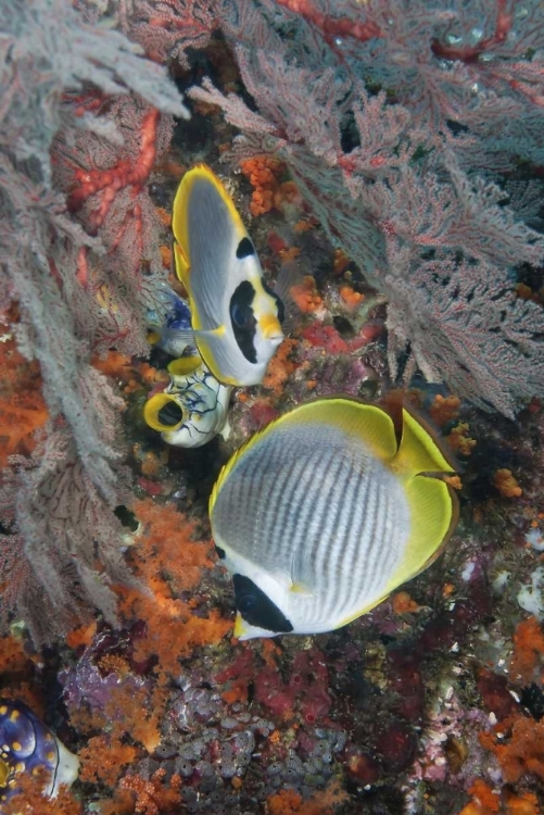 Picture of INDONESIA, RAJA AMPAT UNDERWATER FISH AND CORAL