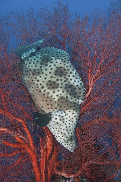 Picture of INDONESIA, RAJA AMPAT UNDERWATER FISH AND CORAL