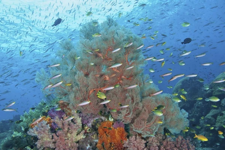 Picture of INDONESIA, RAJA AMPAT UNDERWATER FISH AND CORAL