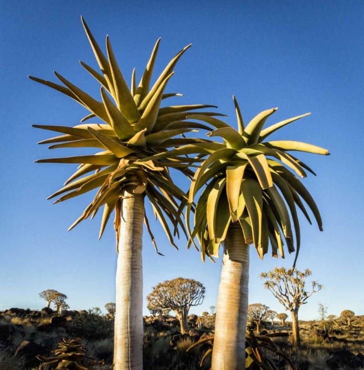 Picture of AFRICA, NAMIBIA CLOSE-UP OF TWO QUIVER TREES