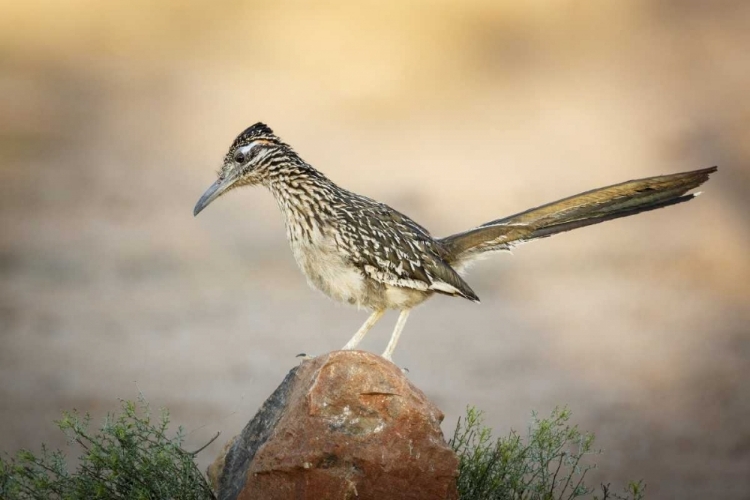 Picture of ARIZONA, SANTA RITA MTS A GREATER ROADRUNNER