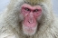 Picture of JAPAN, JIGOKUDANI MONKEY PARK A SNOW MONKEY