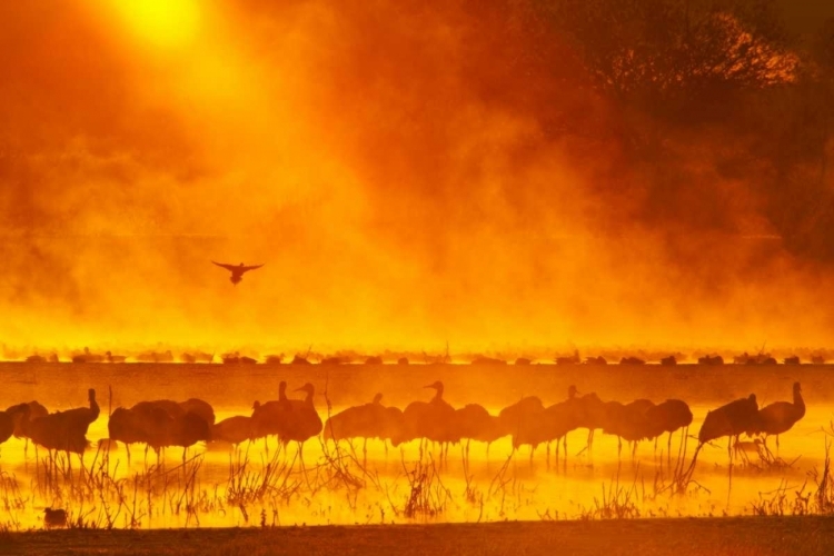 Picture of NEW MEXICO SANDHILL CRANES IN SUNRISE FOG