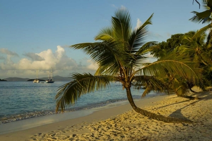 Picture of CARIBBEAN, USA VIRGIN ISLANDS BEACH SCENIC