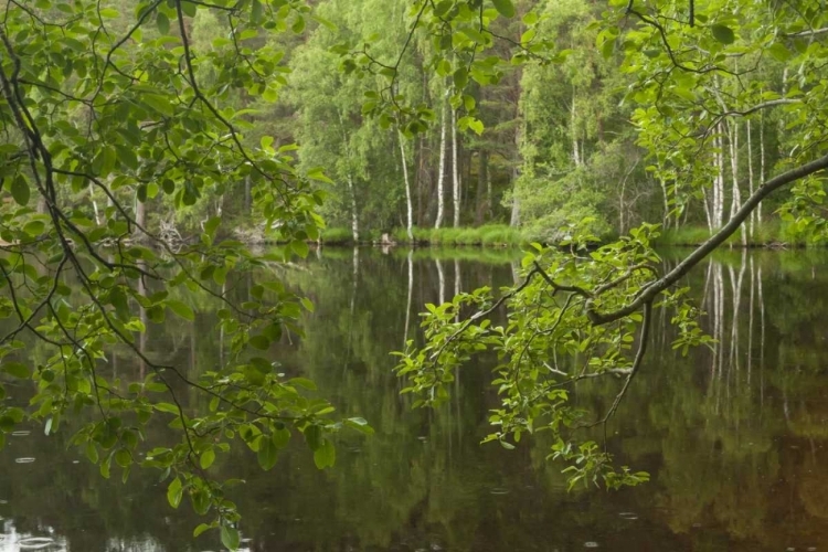 Picture of SCOTLAND, CAIRNGORM NP CALM LAKE IN FOREST