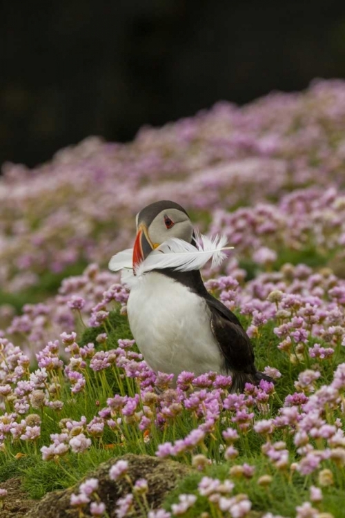 Picture of SCOTLAND, SHETLAND ISLANDS ATLANTIC PUFFIN