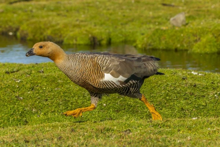 Picture of BLEAKER ISLAND FEMALE UPLAND GOOSE RUNNING