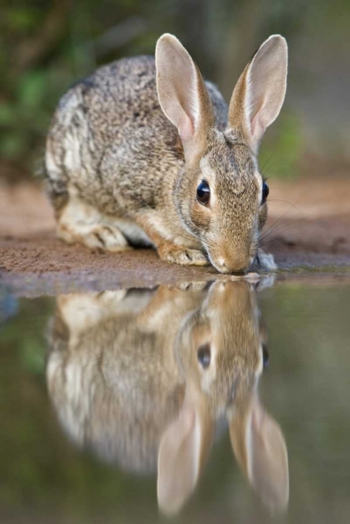 Picture of TX, DESERT COTTONTAIL RABBIT DRINKING AT A POND