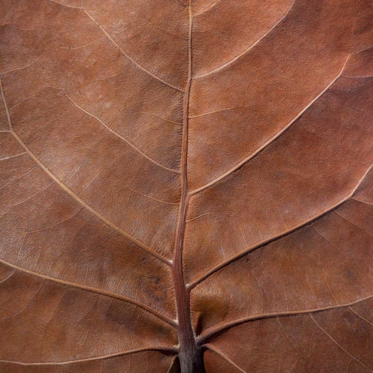 Picture of BAHAMAS, LITTLE EXUMA ISLAND SEA GRAPE LEAF