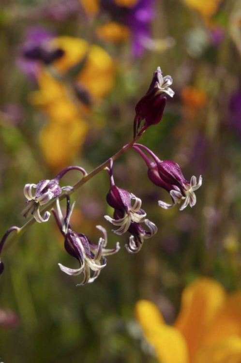 Picture of CA, SAN DIEGO FLOWERS IN RATTLESNAKE CANYON