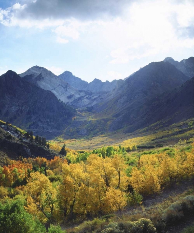 Picture of CA, SIERRA NEVADAŸAUTUMN ON TREES IN VALLEY