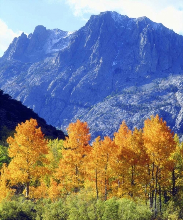 Picture of CA, SIERRA NEVADA AUTUMN ON TREES IN VALLEY