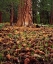 Picture of CA, SIERRA NEVADA OLD-GROWTH PONDEROSA TREE