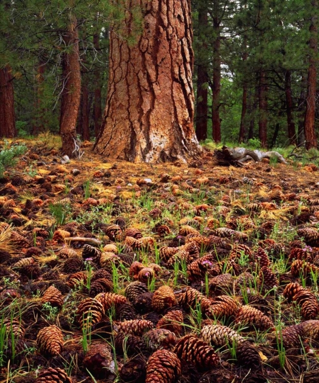 Picture of CA, SIERRA NEVADA OLD-GROWTH PONDEROSA TREE